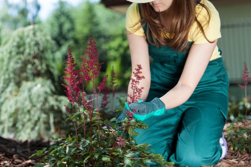 In the garden, a woman wearing a yellow t-shirt, teal overalls, and gardening gloves is kneeling among flower beds, tending to a plant with tall, purple-pink flowering stalks. The flower bed contains dark, rich soil with surrounding greenery, including small shrubs and other flowering plants. Behind her, a green garden shed or structure is partially visible, set against a backdrop of lush, leafy trees that indicate a well-maintained outdoor space in Barking. The scene is illuminated by natural daylight, suggesting clear weather, and emphasizes the neat, organized garden layout with defined planting areas. This outdoor environment showcases the typical features of a residential garden, suitable for lawn care and planting services offered by Lawn Mowing Barking, combining natural tones of plants and soil with structured garden elements, aimed at supporting local landscaping and gardening needs.